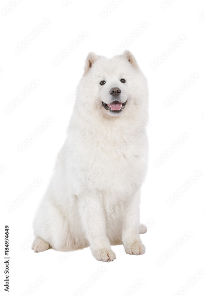Thoroughbred Samoyed dog over white