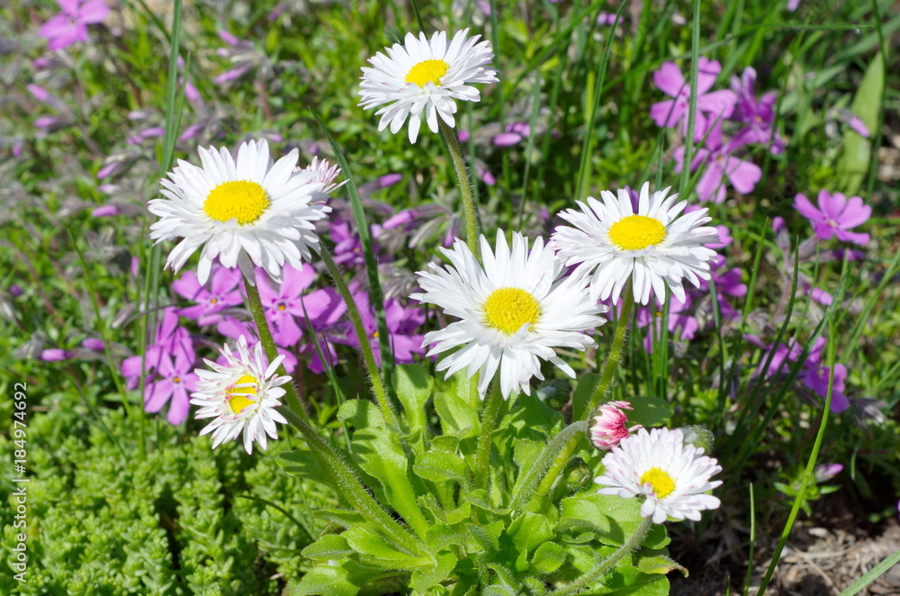 Obraz premium Perennial Daisy (lat. Bellis perennis) in the garden