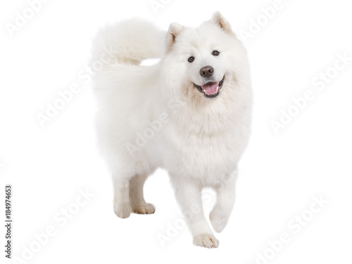 Purebred Samoyed dog, isolated on white