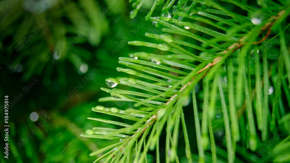 drops of dew on fir-tree needles drops of dew on fir-tree needles