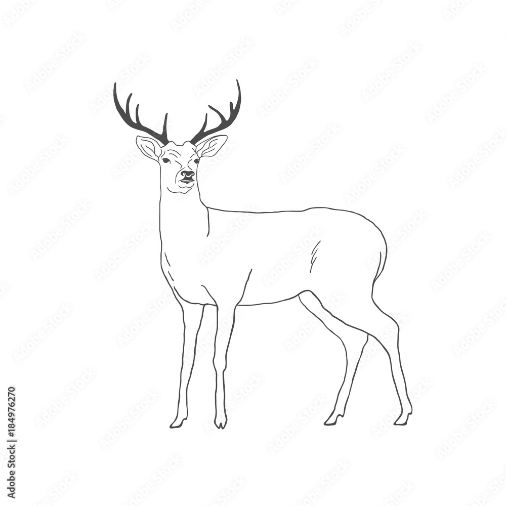 Obraz premium Hand drawn deer isolated on white background. Vector