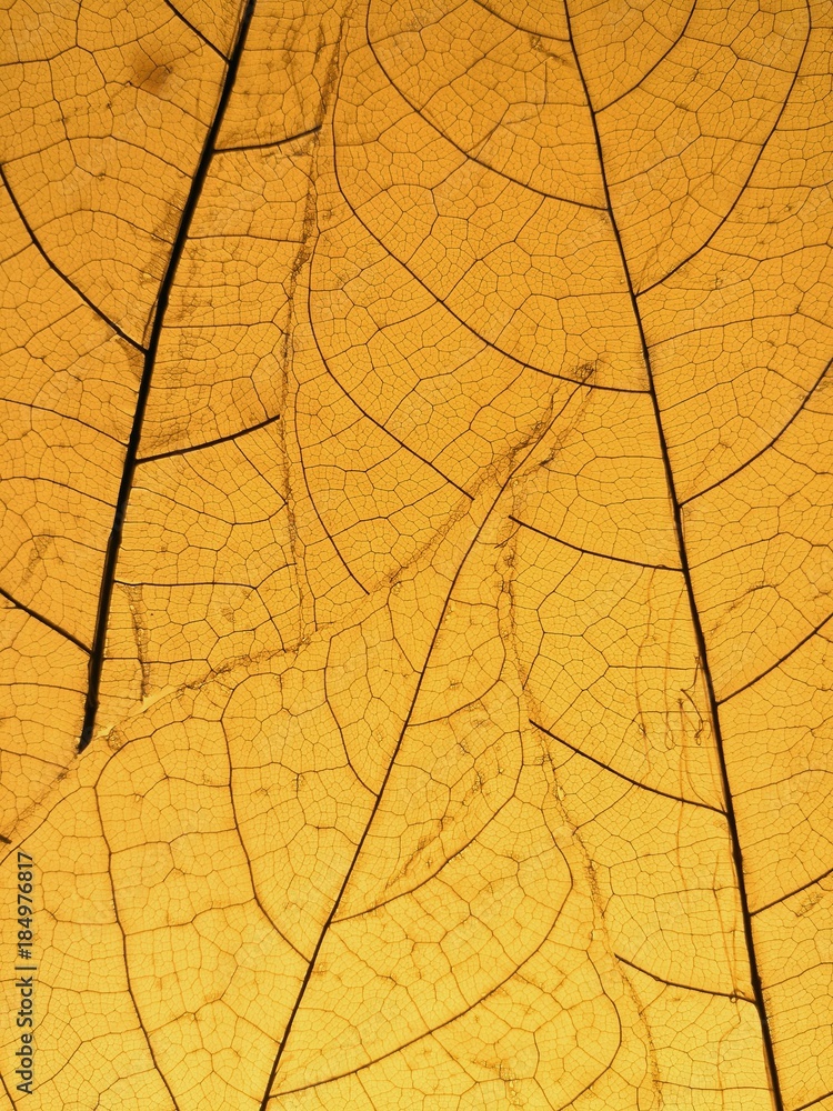 Obraz premium Foglia gialla texture