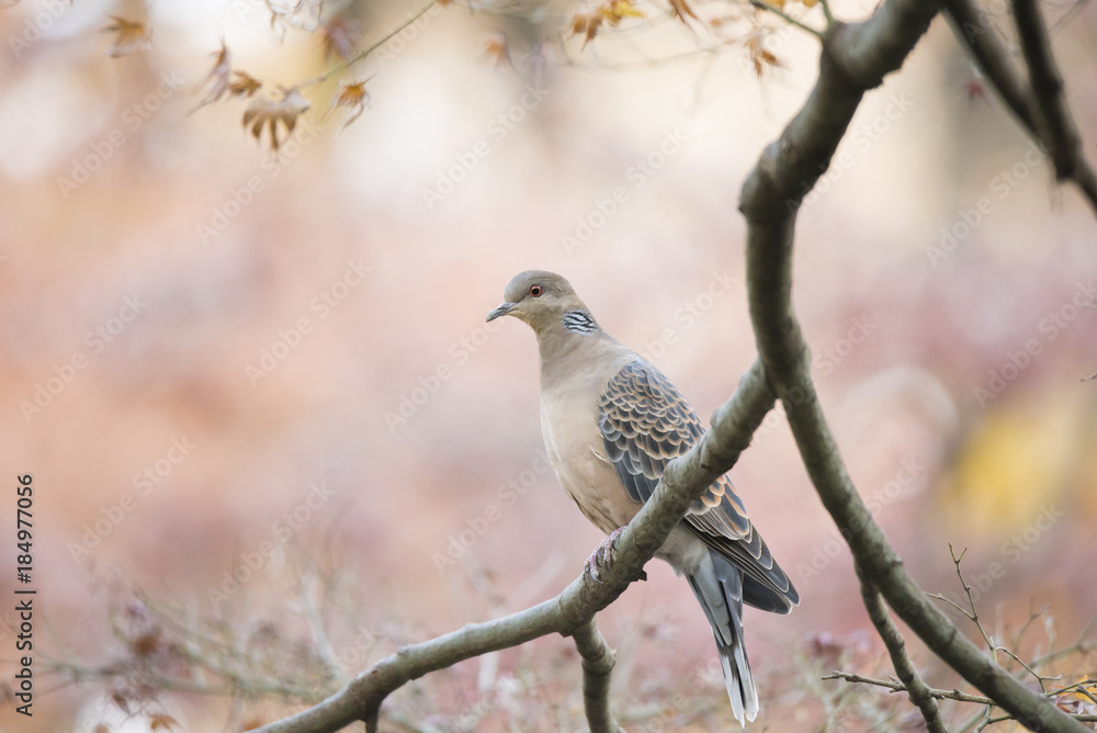 Oriental turtle dove on the branch in autumn tints.
Oriental turtle dove on the branch in autumn tints.