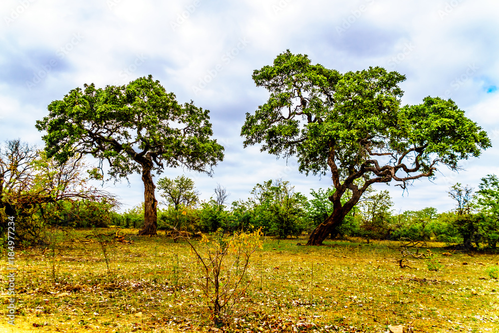 Two tall Mopane Trees near Letaba camp in Kruger National Park in South Africa