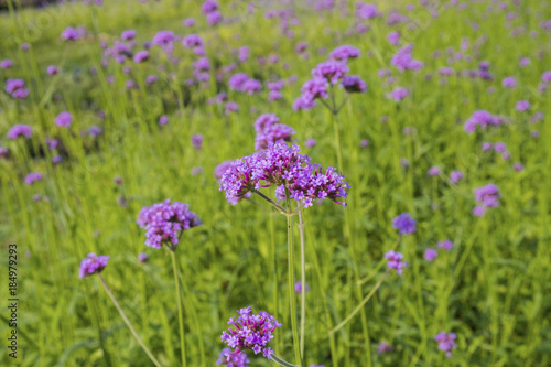 Beautiful purple flower of Verbena flowers on green background. Selective focus.