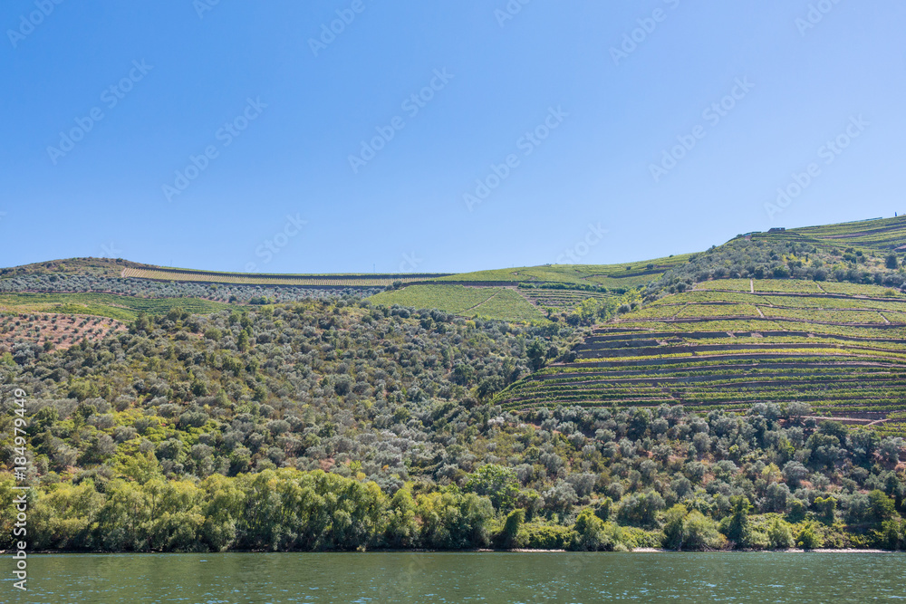 Vallée du Douro vignes vignoble Porto Portugal Stock Photo | Adobe Stock