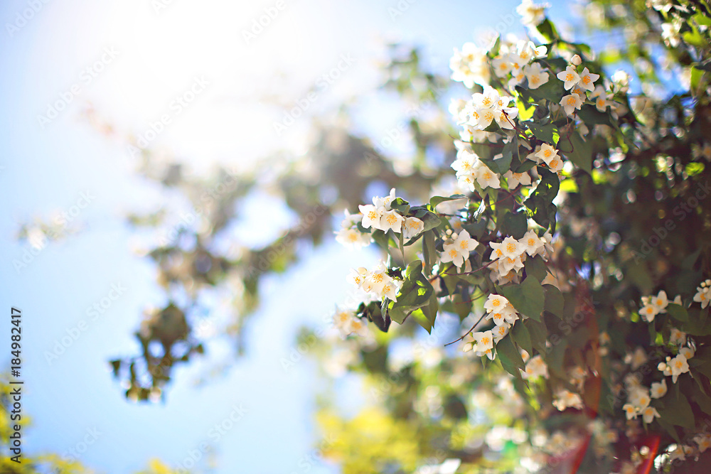 jasmine bush in sunlight