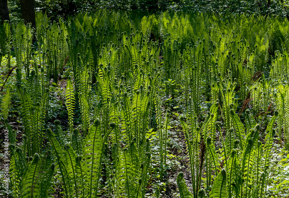 Young fern in the wood Young fern in the wood