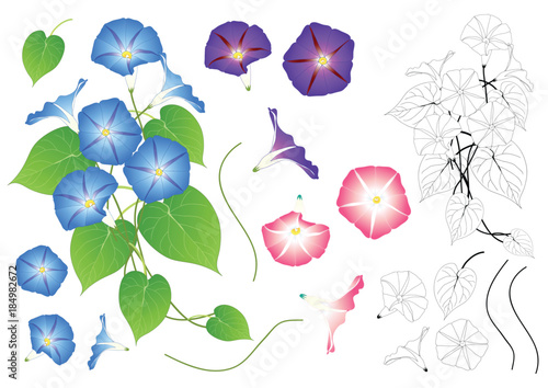 Blue Pink and Purple Morning Glory Outline