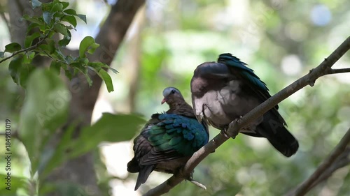 Two green imperial pigeon are on the branch. photo