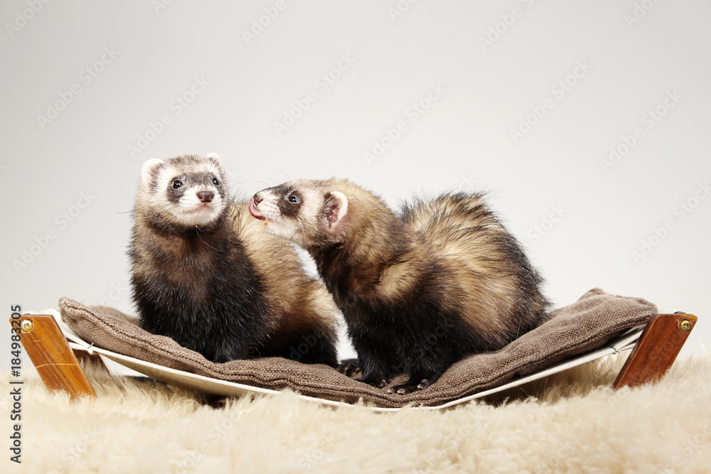 Pet and friend - Ferret portrait in studio