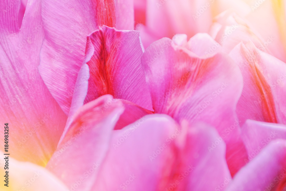 Close-up macro beautiful pink violet red lush vibrant tulip petals, spring flowers on soft focus blurred toned floral background. Gentle spring romantic artistic postcard image desktop wallpaper. Close-up macro beautiful pink violet red lush vibrant tulip petals, spring flowers on soft focus blurred toned floral background. Gentle spring romantic artistic postcard image desktop wallpaper.
