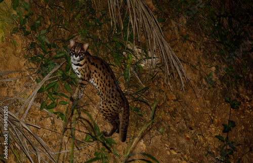 Canvas Print Leopard Cat in Tabin Wildlife Area in Sabah Borneo