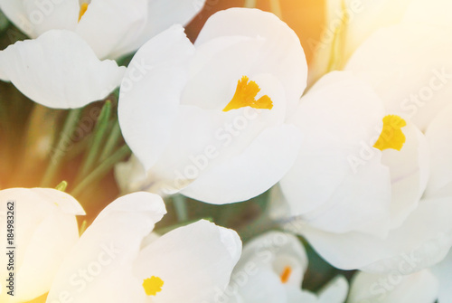 Close-up macro beautiful white lush vibrant white crocuses, spring flowers on soft focus blurred toned white green floral background. Gentle spring romantic artistic postcard image desktop wallpaper.