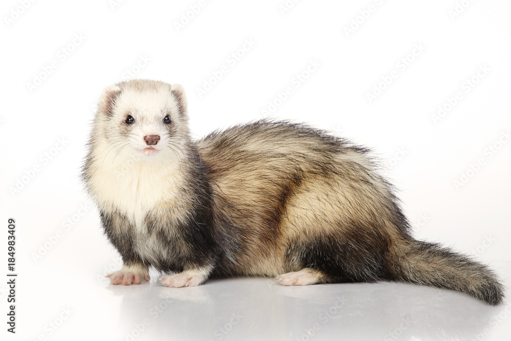 Ferret on white background posing for portrait in studio Ferret on white background posing for portrait in studio