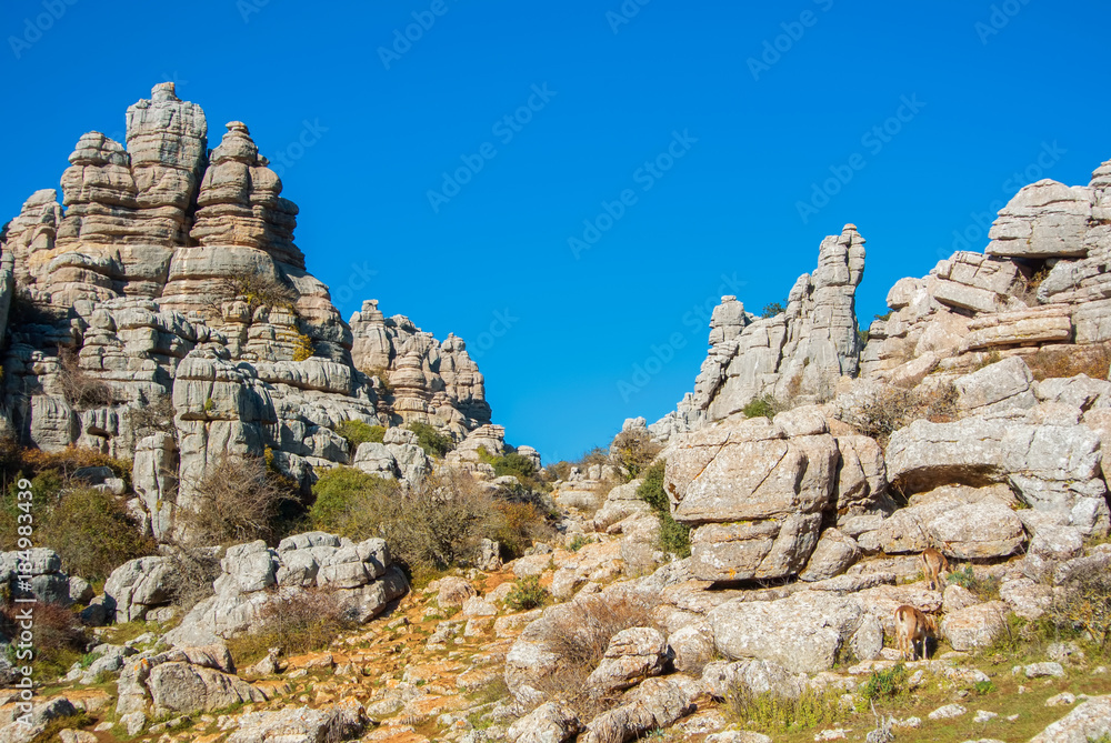 Panoramic aerial top view of mountains stones of El Torcal natural park,a lot of trees and wild goat greezing near the path on sunny winter day, Malaga province, Andalusia, Spain.