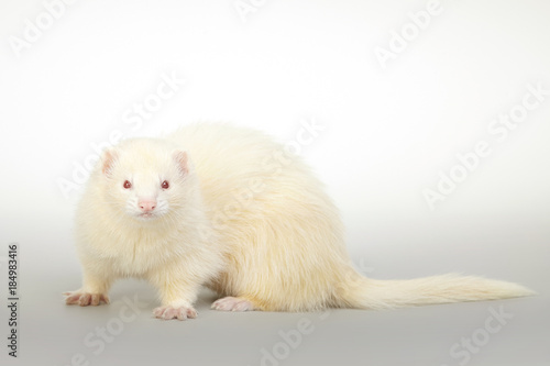 Pet friend - Albino ferret portrait in studio