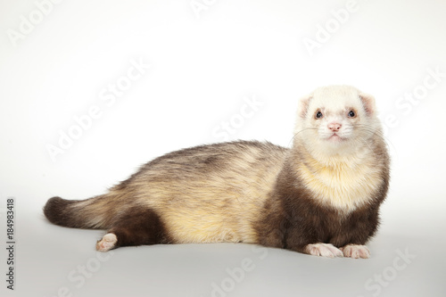 Ferret on matt background posing for portrait in studio