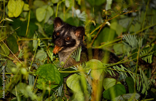 Cute Common Palm Civet in Tabin Reserve in Sabah Malaysia