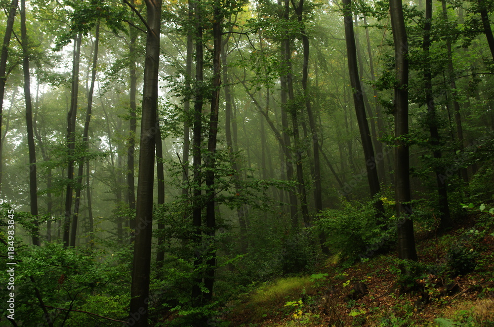 Of forests and mists Of forests and mists