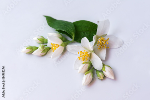 Set of jasmine flowers on white background