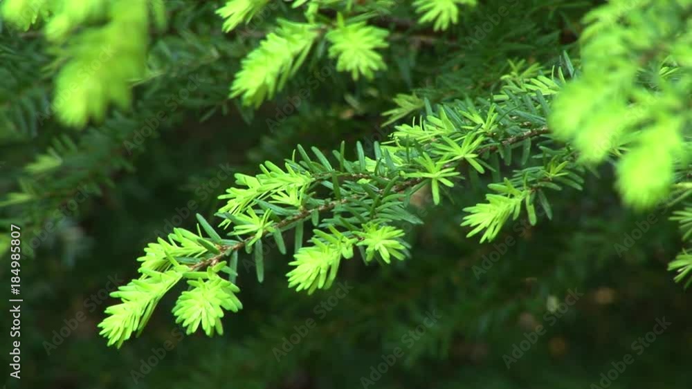 Evergreen tree Evergreen tree