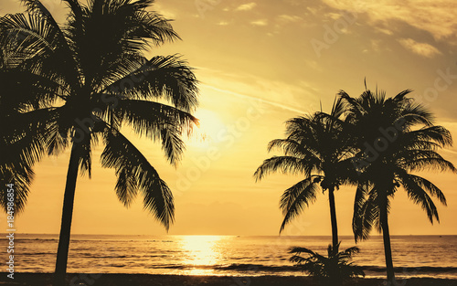 palm trees sunset beach