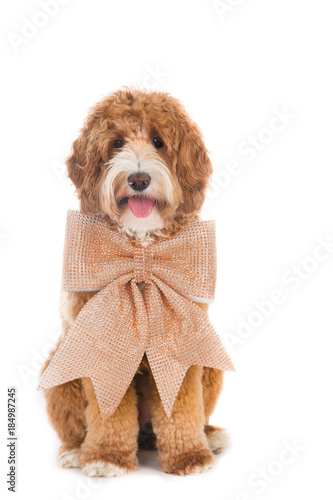 Sitting Labradoodle dog with big Christmas bow photo