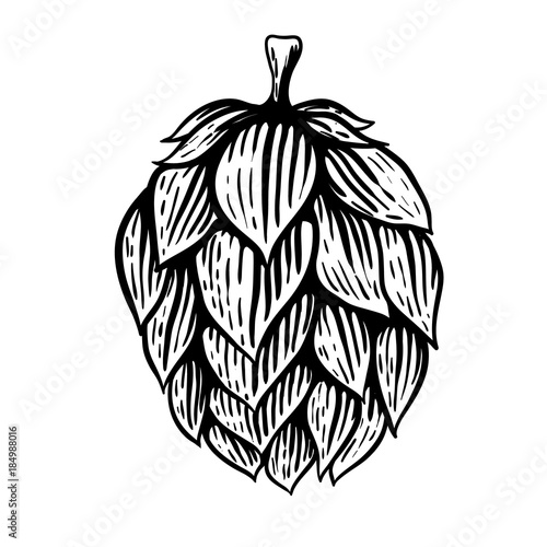 Beer hop illustration in engraving style isolated on white background. Design element for logo, label, emblem, sign, poster, label.