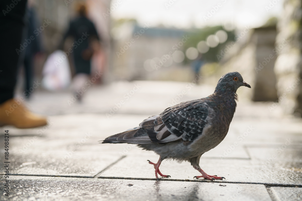 Obraz premium pigeon walking on pavement in old town