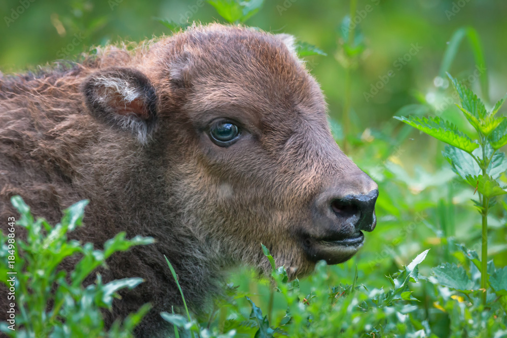 Fototapeta premium Wisent - European Bison
