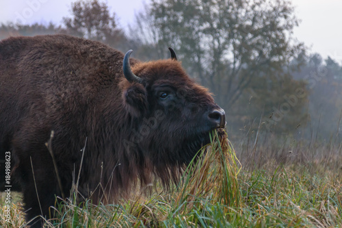 Wisent - European Bison