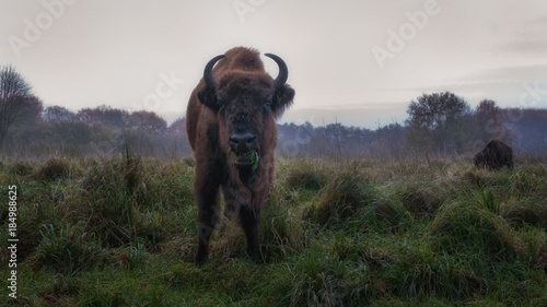 Wisent - European Bison © Randy van Domselaar