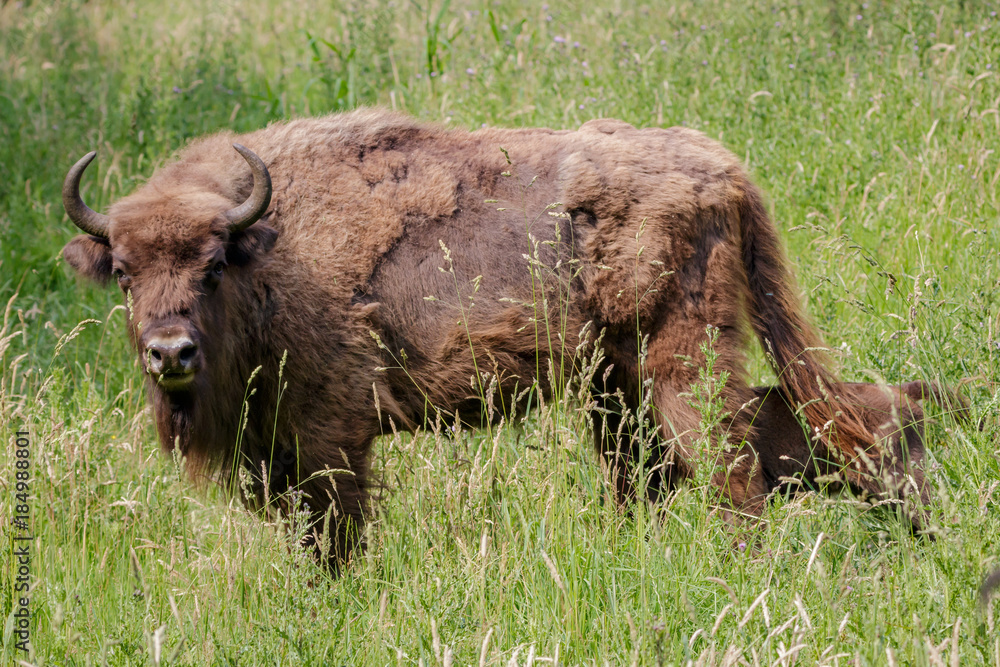 Fototapeta premium Wisent - European Bison