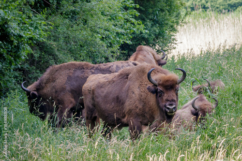 Wisent - European Bison