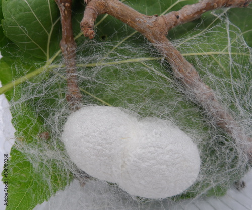 Cocoon