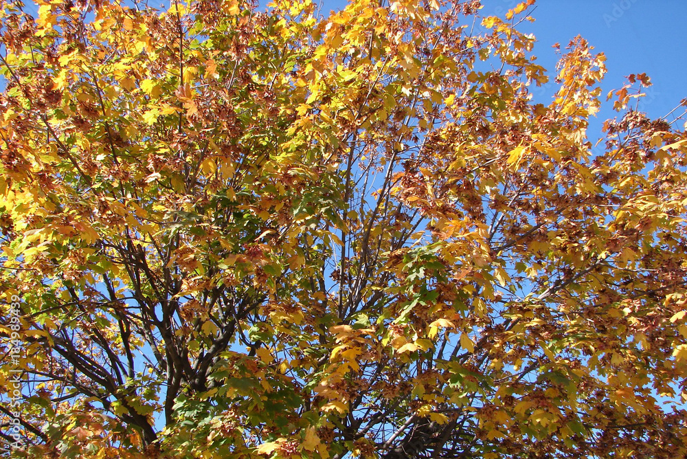 Autumn leaves Autumn leaves