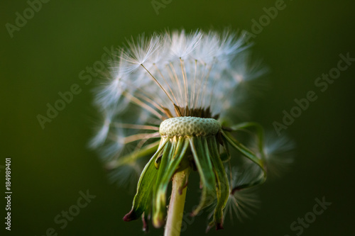 Dandelion flower seeds