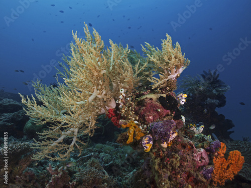 Pulse Coral, Pumpkoralle (Xenia elongata)