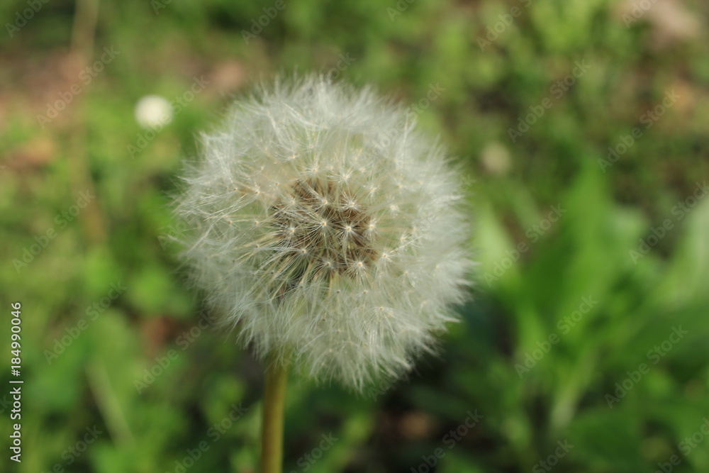 Allergia, cura alternativa alla medicina con erbe medicinali Allergia, cura alternativa alla medicina con erbe medicinali