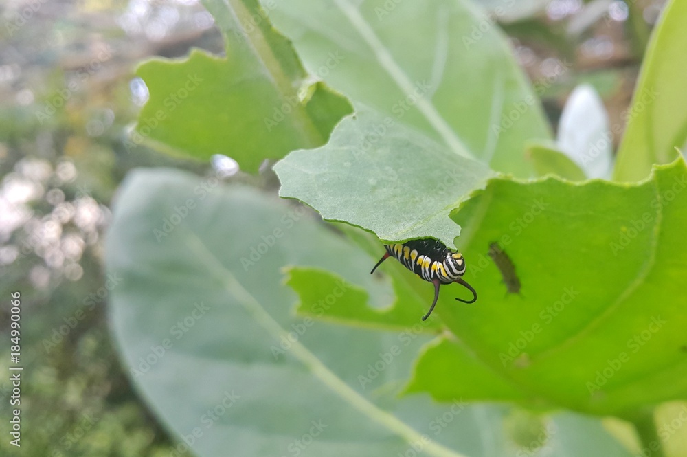 Fototapeta premium Caterpillar on green leaf