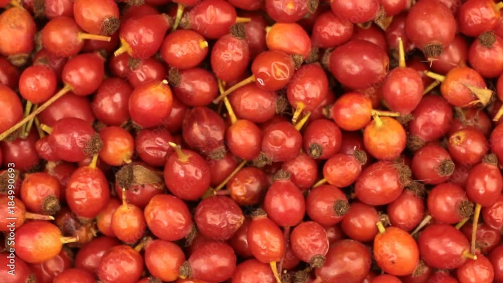 Close-up. Rotation of freshly harvested rosehips berries . Close-up. Rotation of freshly harvested rosehips berries .
