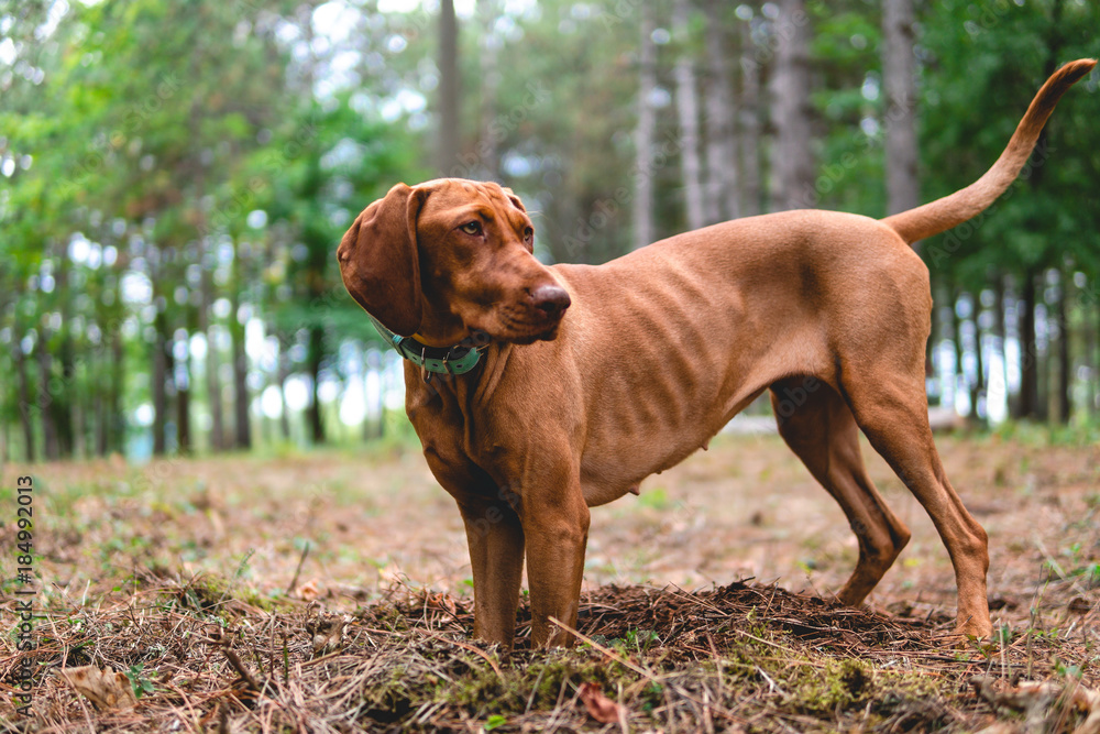 Hungarian Vizla dog in forest summer day