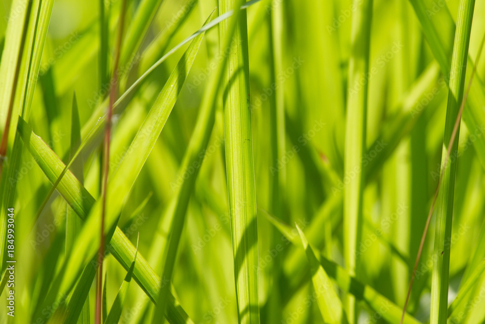 Close up of rice leaves Close up of rice leaves