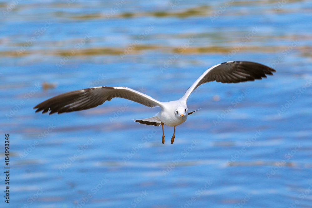 Close up seagull flying in the sky. Close up seagull flying in the sky.