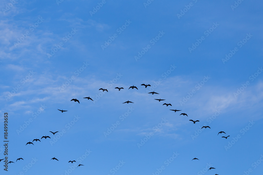 Group of migrating geese birds Group of migrating geese birds