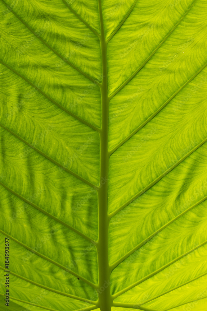 Close up of Ears Elephant Bulbs
