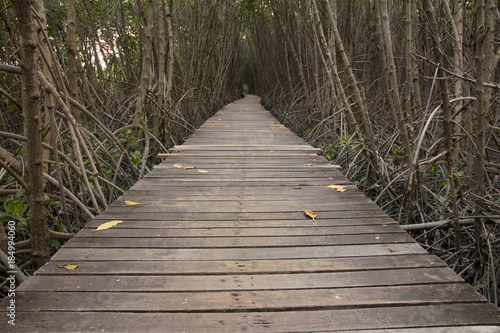 Wooden Bridge in Mangrove Forest at Laem Phak Bia