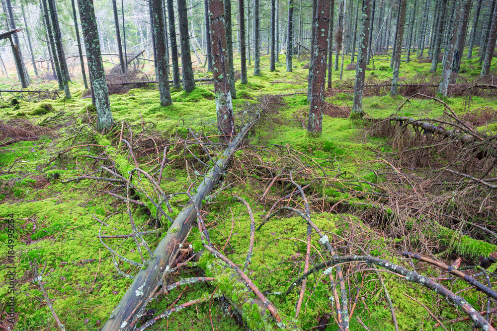 Fallen trees in the coniferous forests