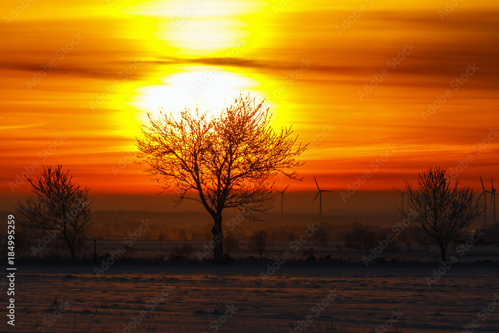 Trees in silhouette at sunrise with wind turbines in the background in winter